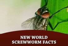 New World Screwworm Facts
