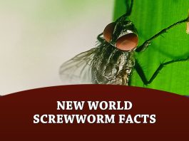 New World Screwworm Facts
