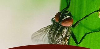 New World Screwworm Facts