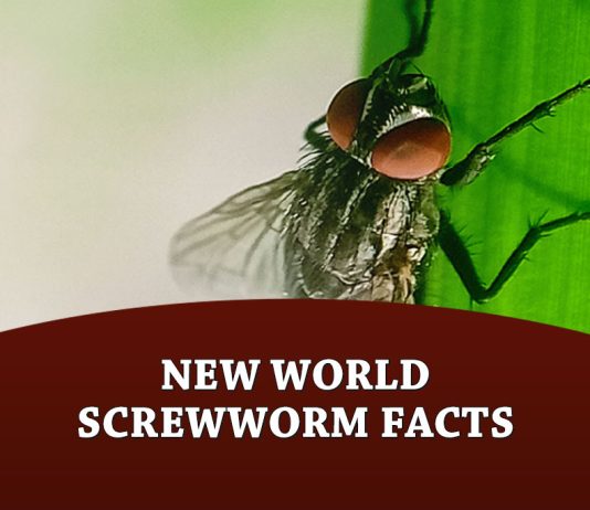 New World Screwworm Facts