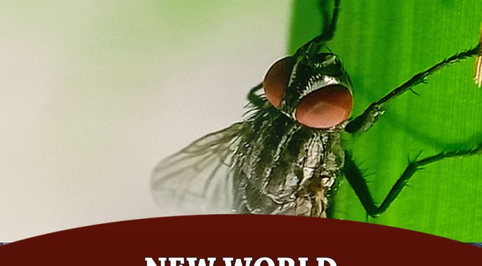 New World Screwworm Facts