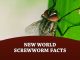 New World Screwworm Facts