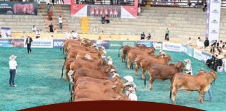 2025 78 Feria Nacional Cebu Pereira