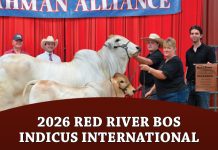 2026 Red River Bos Indicus International