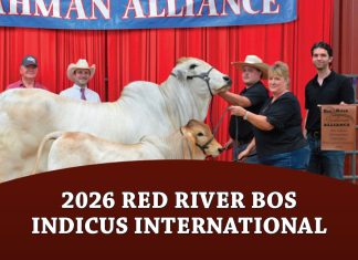 2026 Red River Bos Indicus International