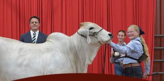 2026 Red River Brahman Open Show