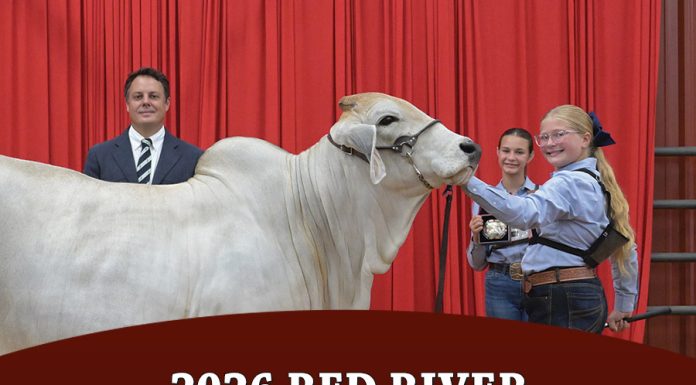 2026 Red River Brahman Open Show