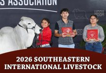 2026 Southeastern International Livestock SILS Open Brahman Show