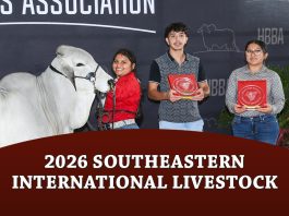 2026 Southeastern International Livestock SILS Open Brahman Show