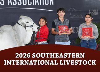 2026 Southeastern International Livestock SILS Open Brahman Show
