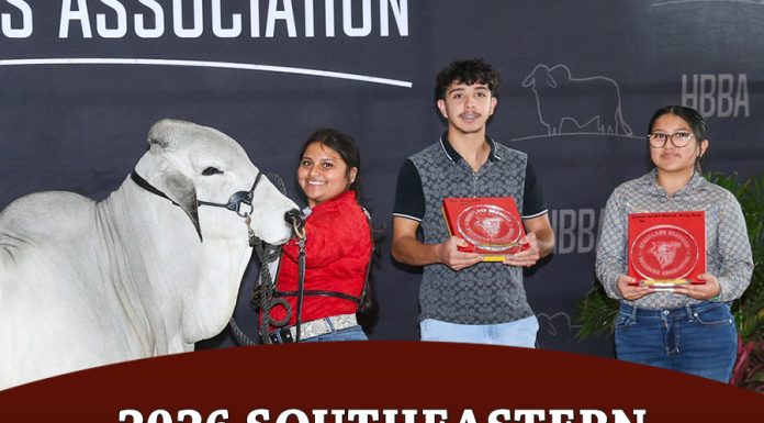 2026 Southeastern International Livestock SILS Open Brahman Show