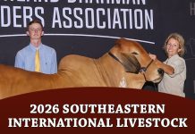 2026 Southeastern International Livestock Open American Brahman Show