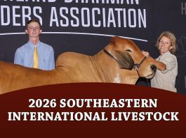 2026 Southeastern International Livestock Open American Brahman Show