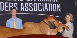 2026 Southeastern International Livestock Open American Brahman Show