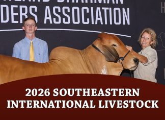 2026 Southeastern International Livestock Open American Brahman Show