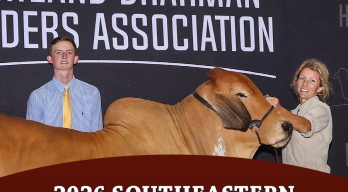 2026 Southeastern International Livestock Open American Brahman Show