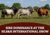 Sire Dominance at the HLS&R International Show from 1982-2026