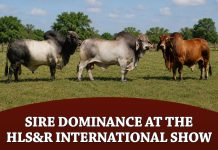 Sire Dominance at the HLS&R International Show from 1982-2026