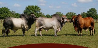 Sire Dominance at the HLS&R International Show from 1982-2026