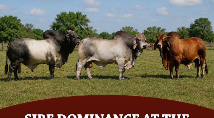 Sire Dominance at the HLS&R International Show from 1982-2026