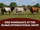 Sire Dominance at the HLS&R International Show from 1982-2026