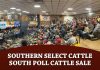 Southern Select Cattle: South Poll Cattle Sale