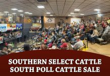 Southern Select Cattle: South Poll Cattle Sale
