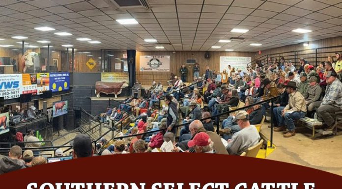 Southern Select Cattle: South Poll Cattle Sale
