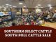 Southern Select Cattle: South Poll Cattle Sale