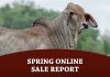 Spring Online Sale Report