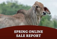 Spring Online Sale Report