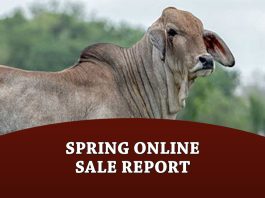 Spring Online Sale Report