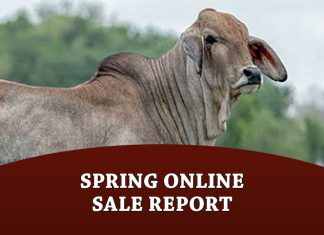 Spring Online Sale Report