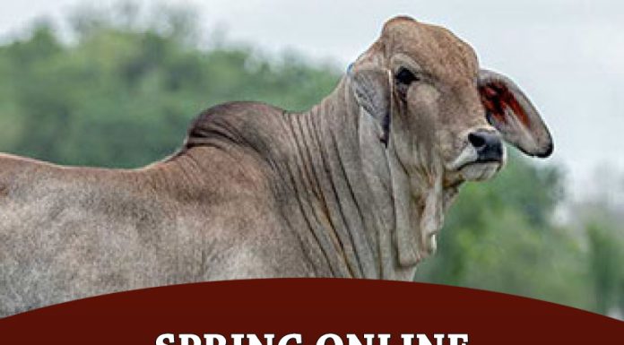 Spring Online Sale Report