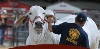 XV Muestra Internacional De Ganado Cebú 2026