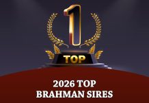 The Brahman Journal’s 2026 Top Brahman Sires. Based on EPDs