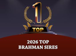 The Brahman Journal’s 2026 Top Brahman Sires. Based on EPDs