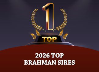 The Brahman Journal’s 2026 Top Brahman Sires. Based on EPDs