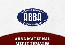 Top Breeders & Top Owners of ABBA Maternal Merit Females
