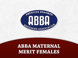 Top Breeders & Top Owners of ABBA Maternal Merit Females