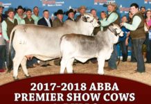 2017-2018 ABBA Premier Show Cows & Bulls