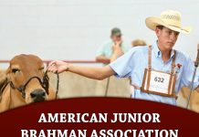 AJBA American Junior Brahman Association