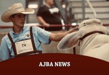 AJBA News AJBA-News