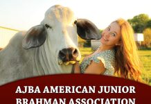 AJBA American Junior Brahman Association