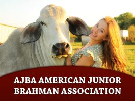 AJBA American Junior Brahman Association