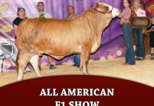 All American F1 Show