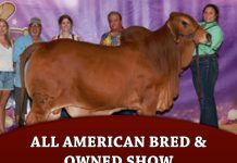 All American Bred & Owned Show