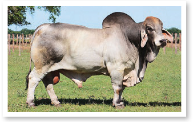 +BRC 458/7 “NOBLE” is number two sire for producing grand or reserve grand champion animals at the International show.