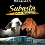 CATALOGO_SUBASTA_ELITE_BRAHMAN