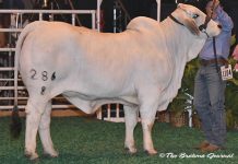 2017 Houston Results – Gray Female Intermediate Division